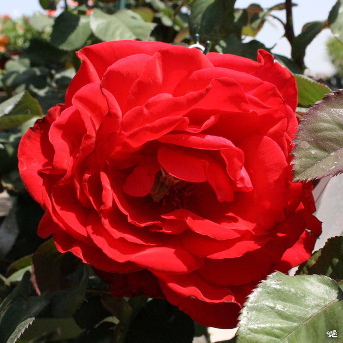 Legends Hybrid Tea Rose