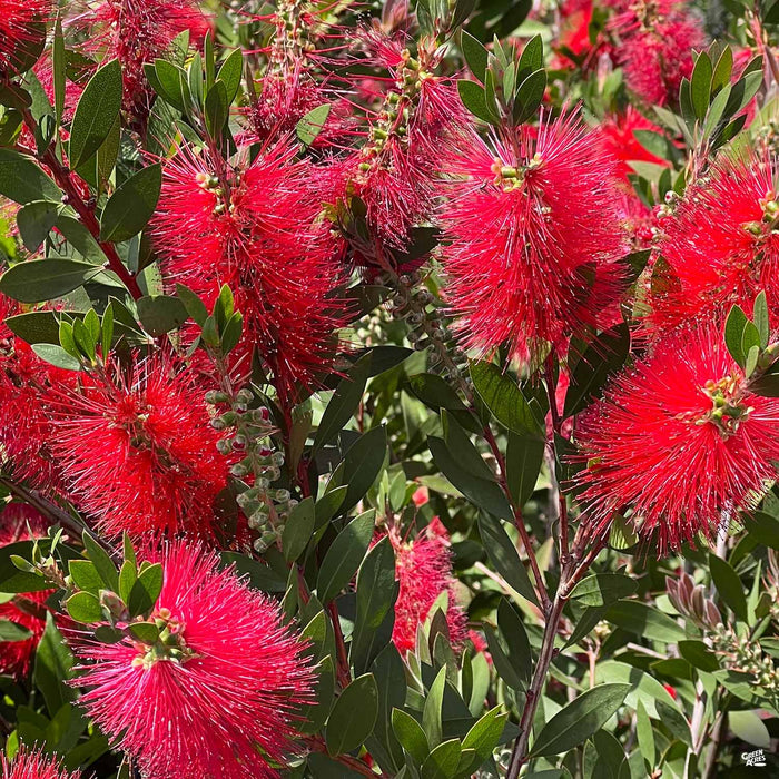 Lemon Bottlebrush