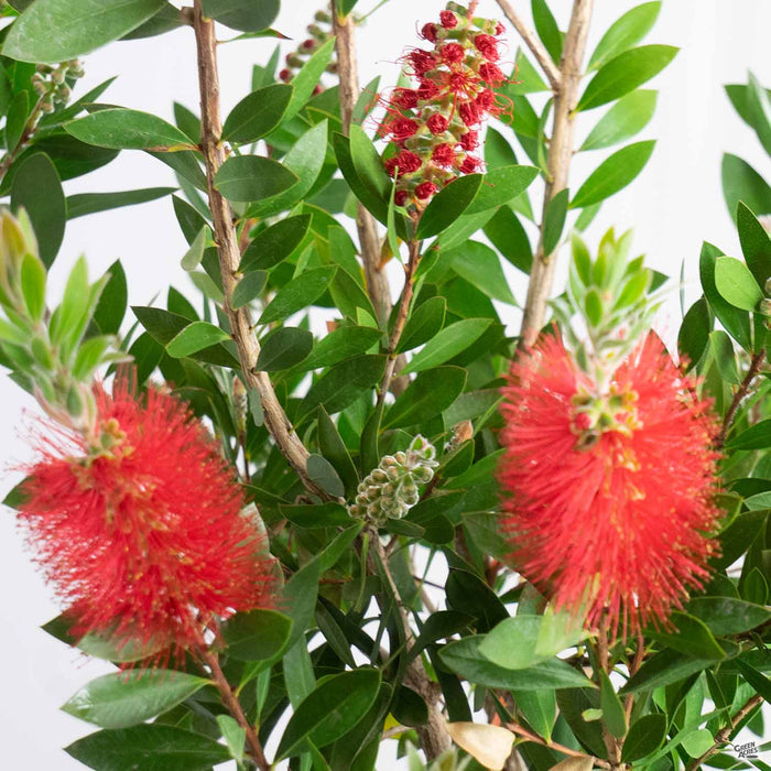 Lemon Bottlebrush