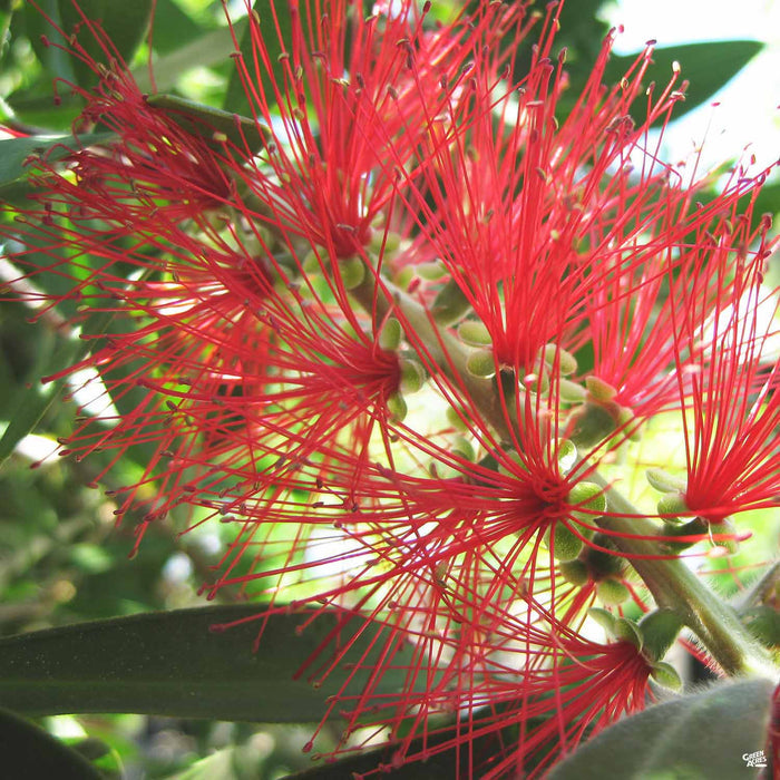 Lemon Bottlebrush