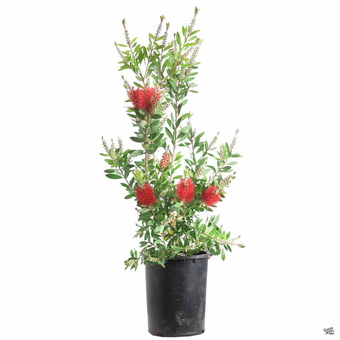 Lemon Bottlebrush 5 gallon
