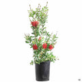 Lemon Bottlebrush 5 gallon