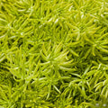 Lemon Coral Sedum