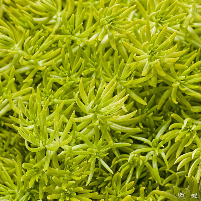 Lemon Coral Sedum