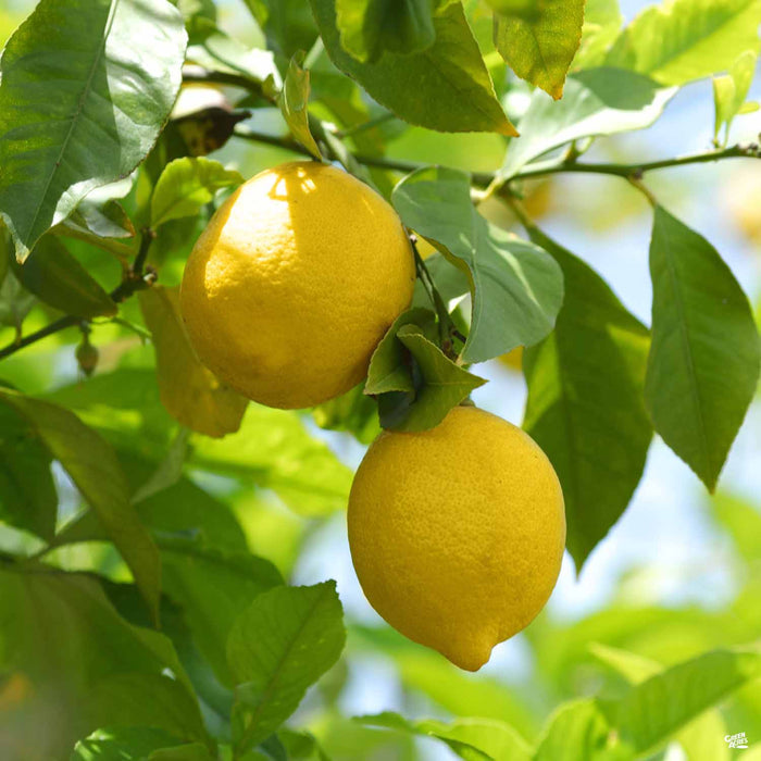 Lemon 'Eureka'
