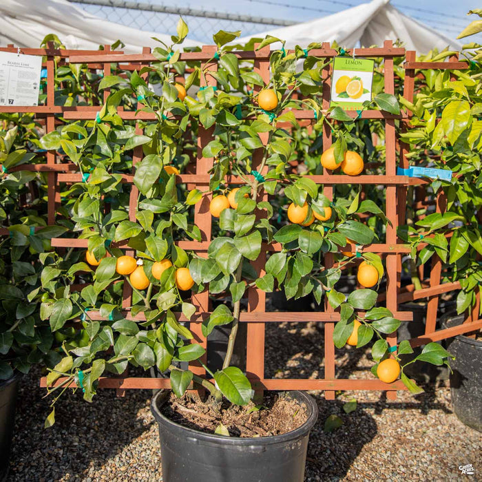 Improved Meyer Lemon Espaliered
