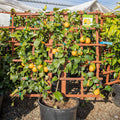 Improved Meyer Lemon Espaliered