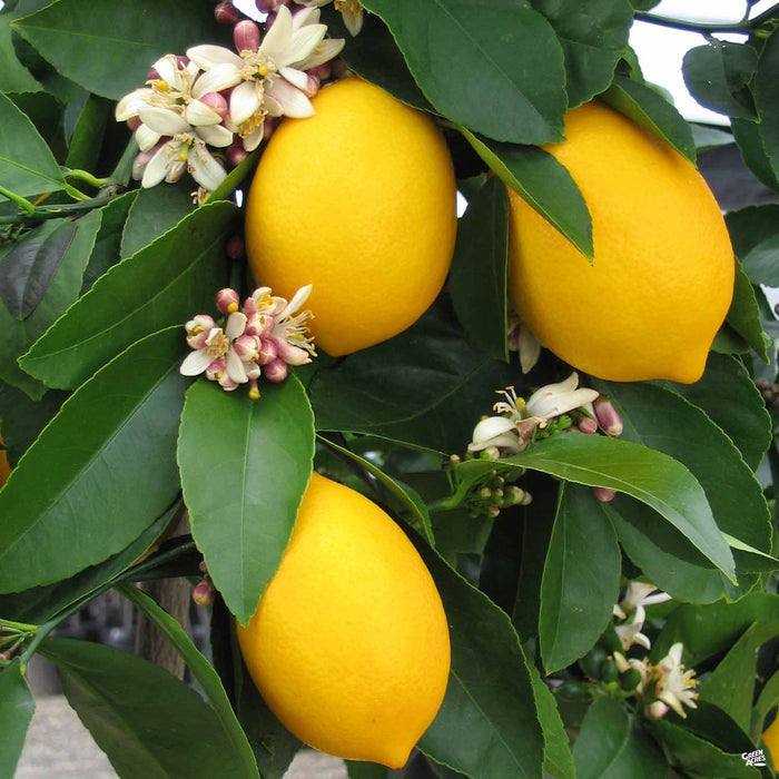 Improved Meyer Lemon