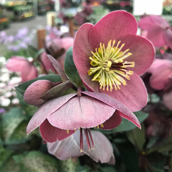 Lenten Rose