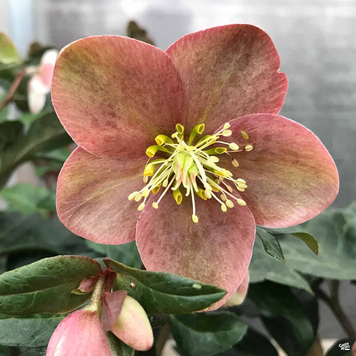Lenten Rose