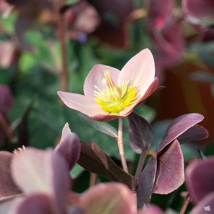 Lenten Rose Frostkiss Purple