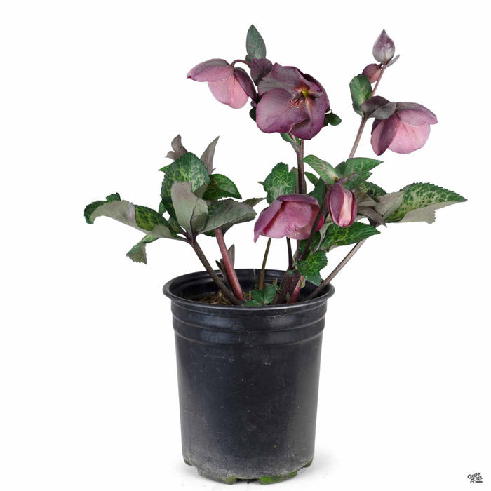 Lenten Rose 1 gallon