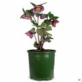 Lenten Rose Frostkiss Purple 01T