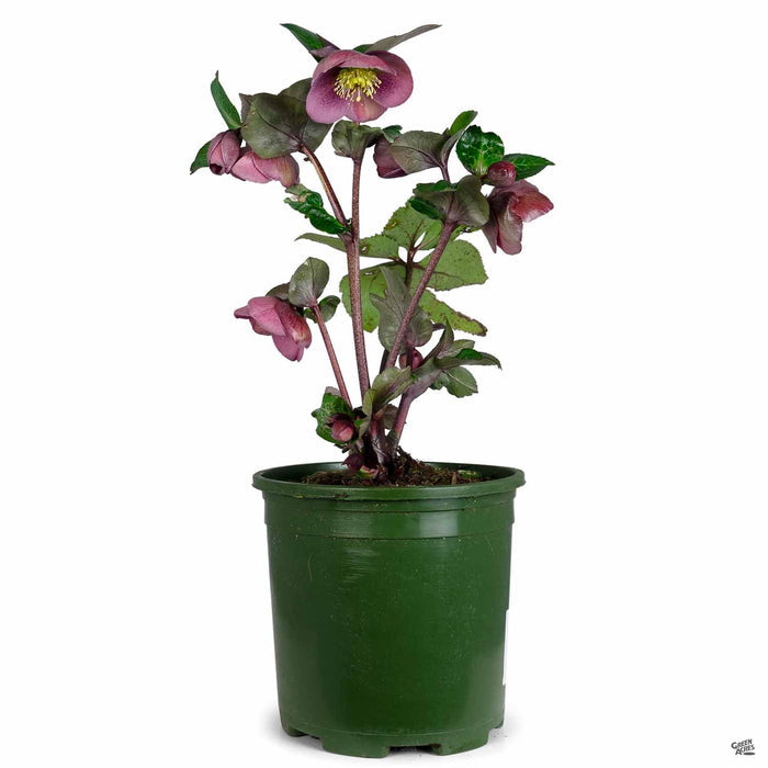 Lenten Rose Frostkiss Purple 01T