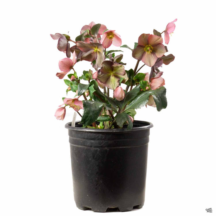Lenten Rose HGC Ice 'N' Roses Pink 2 gallon