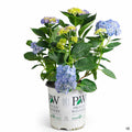 Let's Dance Blue Jangles Hydrangea 02T