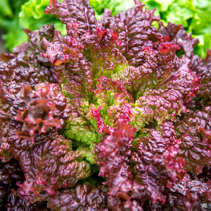 'Lollo Rosso' Lettuce