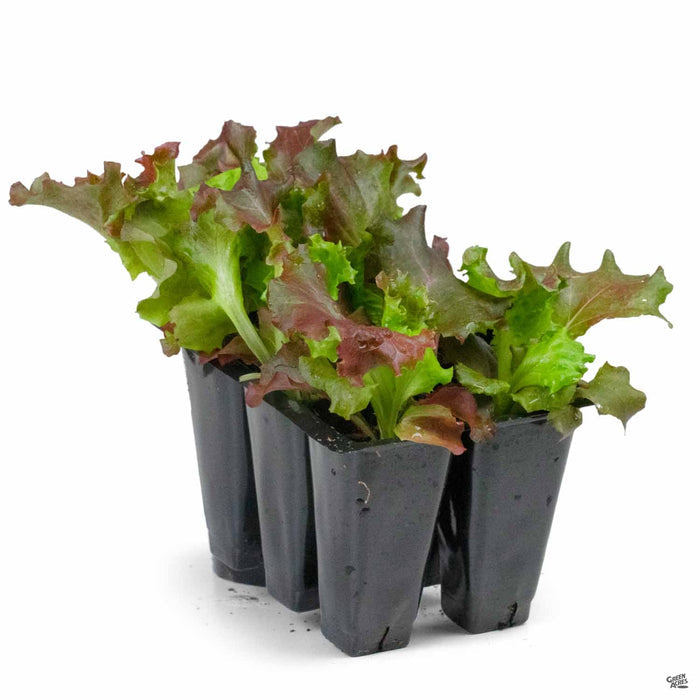 'Lollo Rosso' Lettuce 6 pack