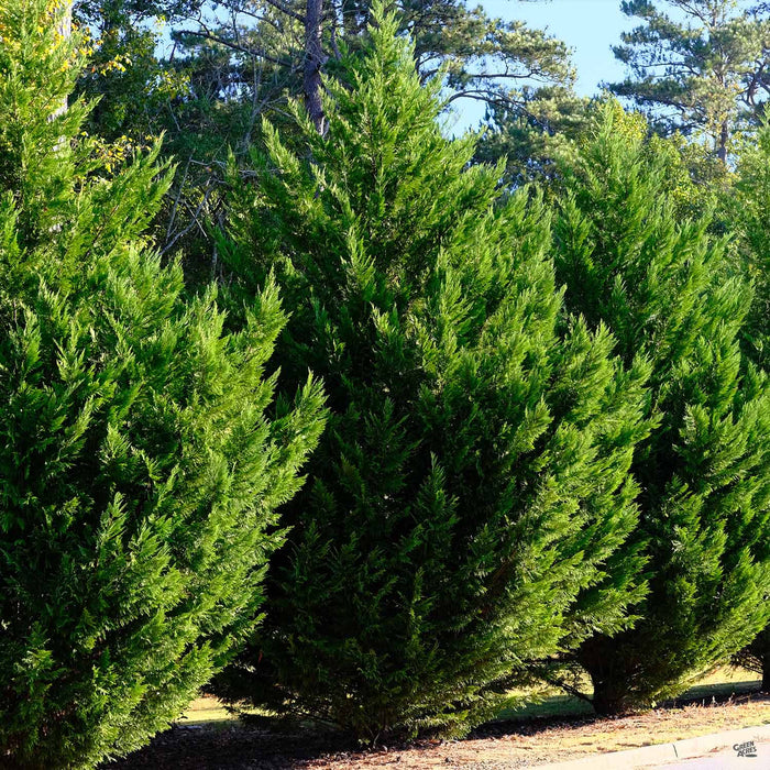 Leyland Cypress