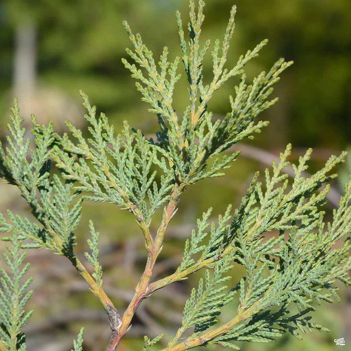 Leyland Cypress