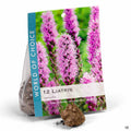 Liatris spicata 12-pack