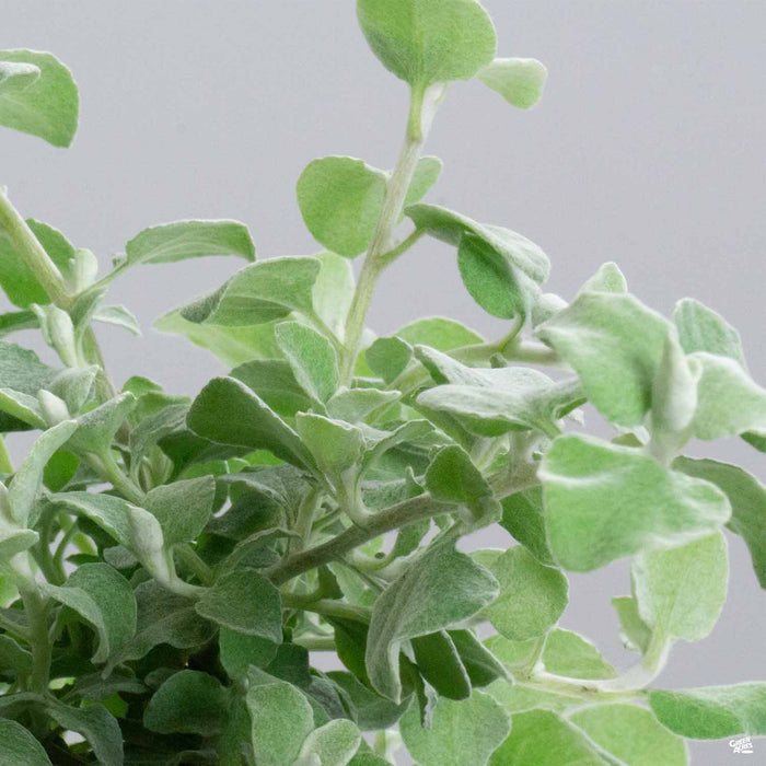 Licorice Plant