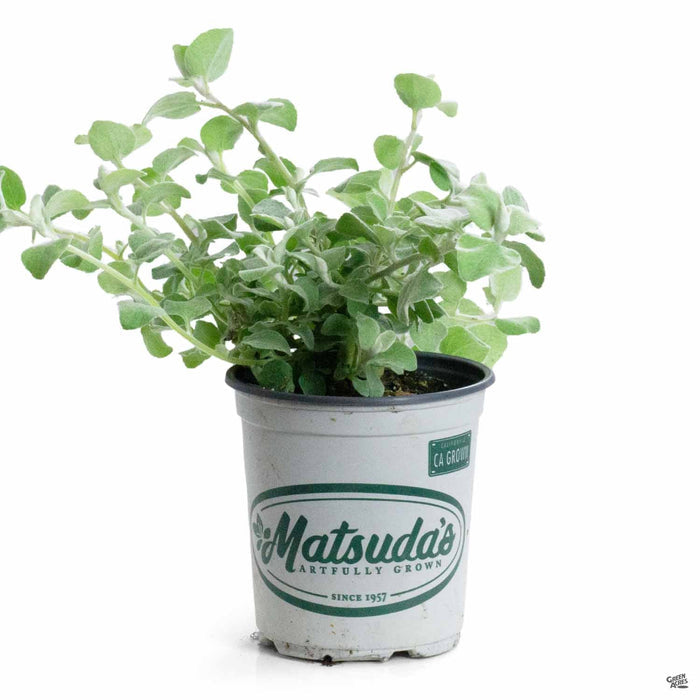 Licorice Plant 4 inch