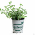 Licorice Plant 4 inch