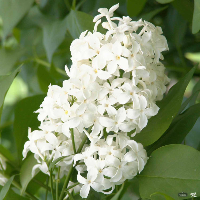 Lilac Hybrids by Monrovia 'Angel White'