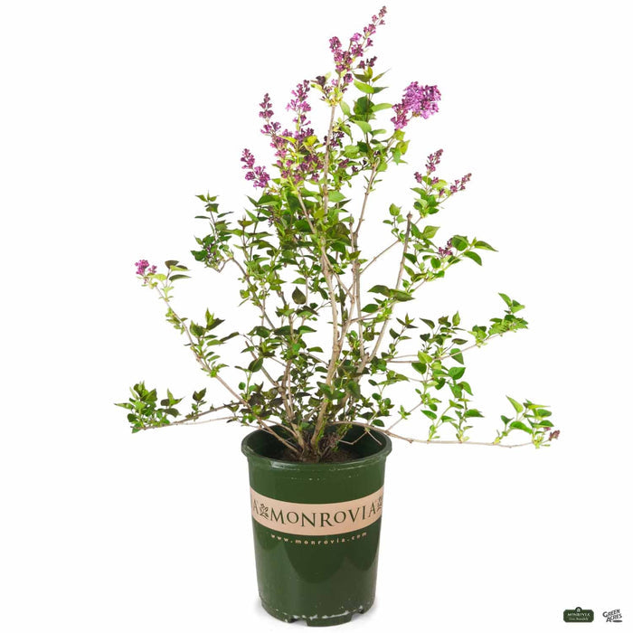 Lilac Hybrids by Monrovia 'Sensation' 5 gallon Monrovia