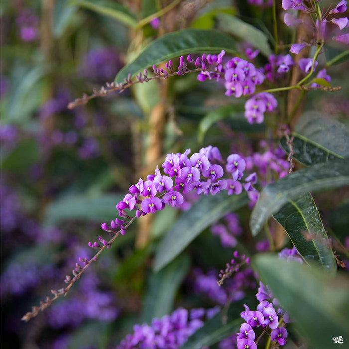 Lilac Vine