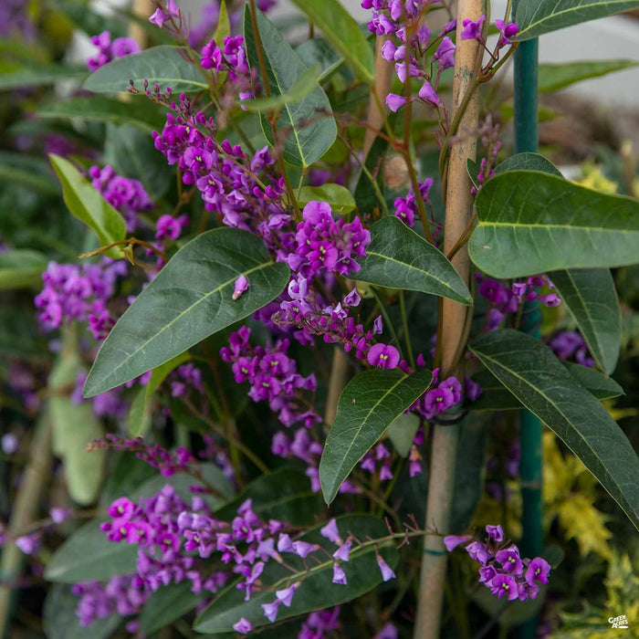 Lilac Vine