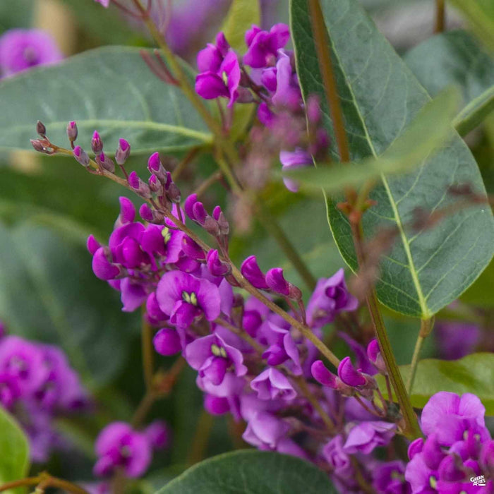 Lilac Vine