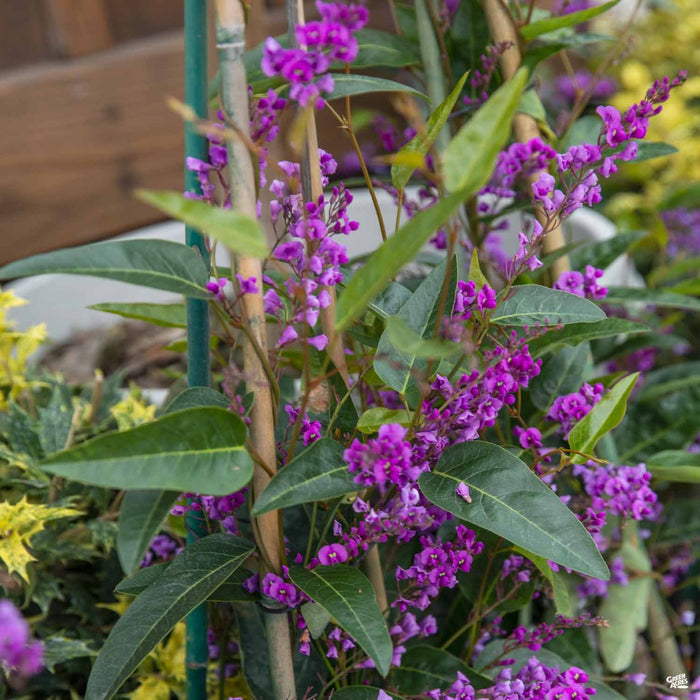 Lilac Vine
