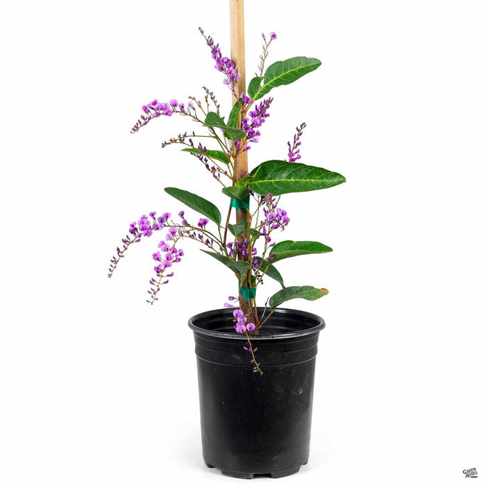Lilac Vine 'Happy Wanderer' 1 gallon staked