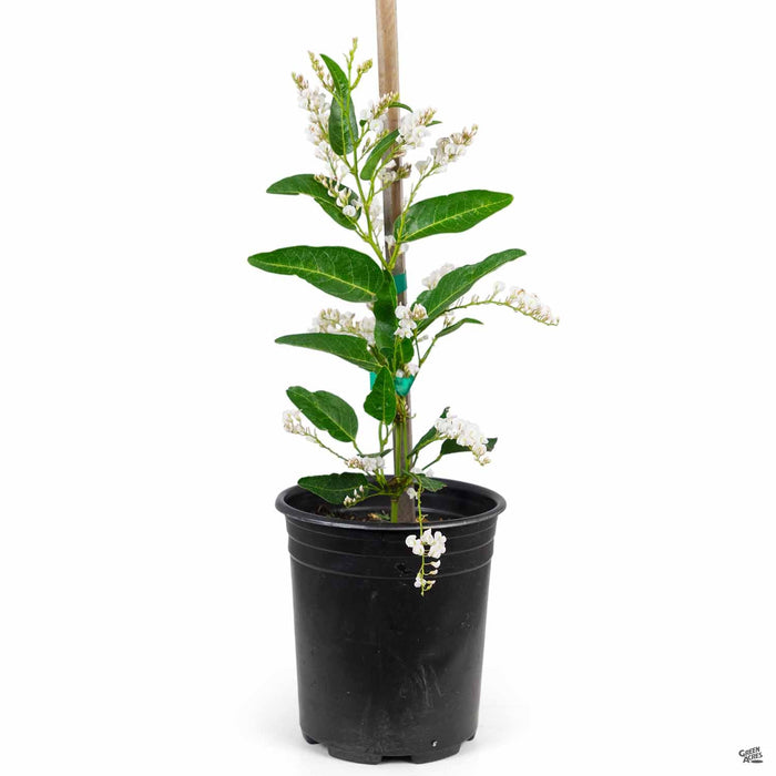 Lilac Vine 'White Out' 1 gallon staked