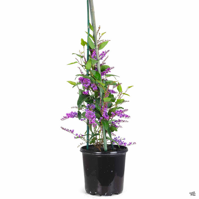 Lilac Vine 01T staked