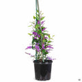 Lilac Vine 01T staked
