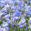 Agapanthus 'Baby Pete'