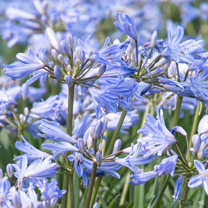 Agapanthus 'Baby Pete'