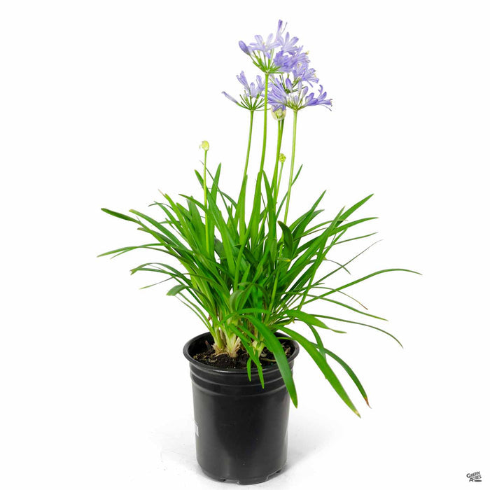 Agapanthus Baby Pete 1 gallon