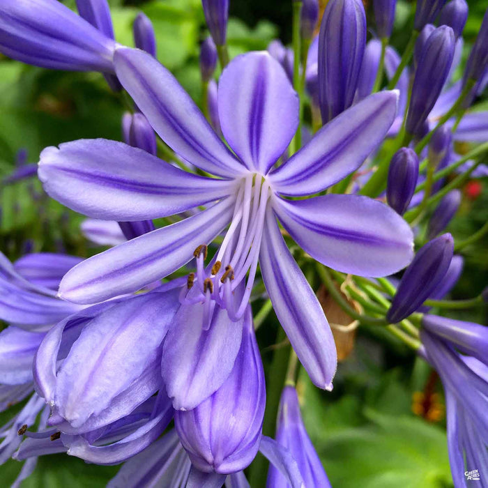Agapanthus 'Brilliant Blue'