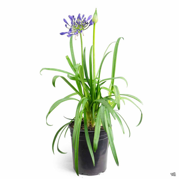 Agapanthus 'Brilliant Blue' 1 gallon