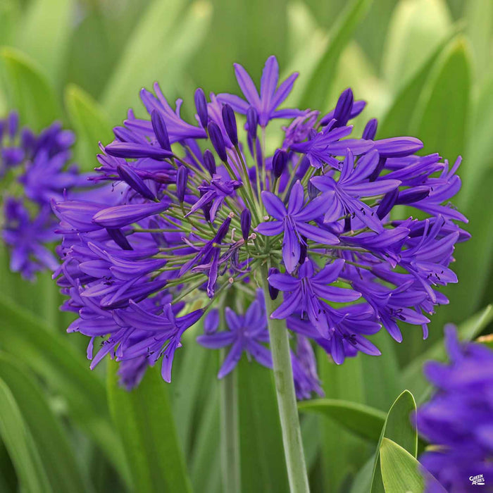 Agapanthus 'Ever Amethyst'