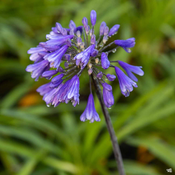 Lily of the Nile 'Ever Sapphire'