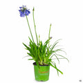 Lily of the Nile 'Ever Sapphire' 01T Sunset