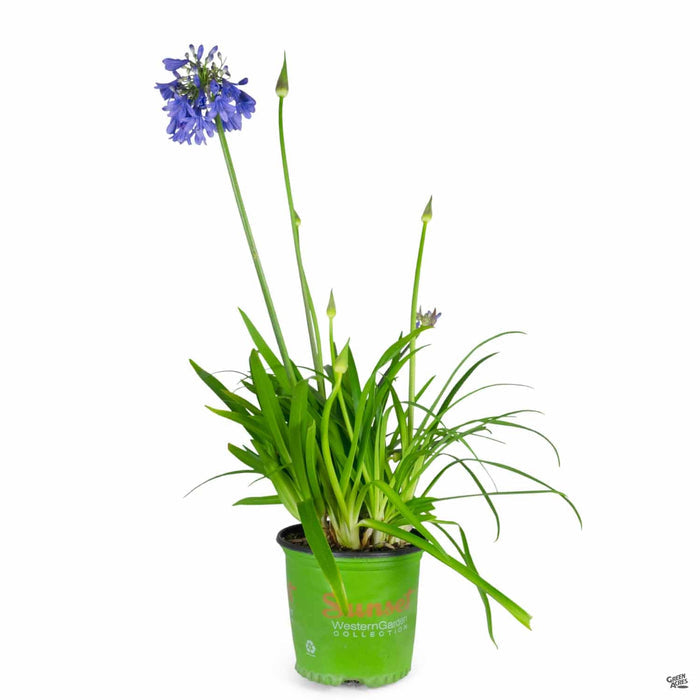 Lily of the Nile 'Ever Sapphire' 01T Sunset