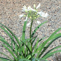 Lily of the Nile 'Peter Pan White'