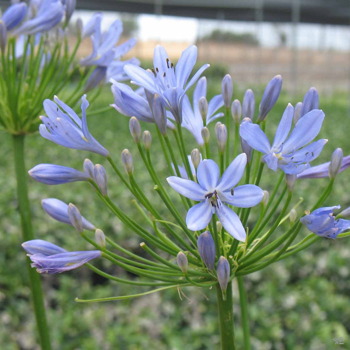 Agapanthus 'Peter Pan' bloom