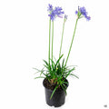 Agapanthus 'Peter Pan' 1 gallon
